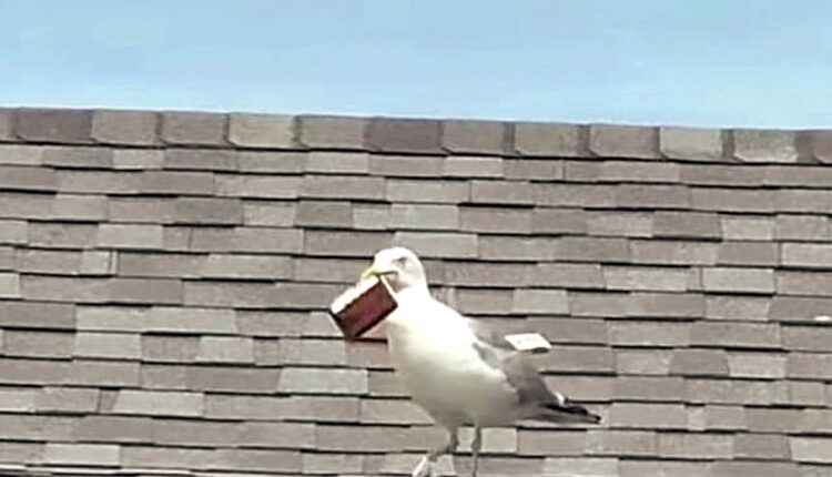 امریکہ میں ایکپرندہ دکان سے نکلنے والے شہری کا بٹوا لے اُڑا